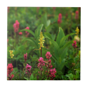Summer Wildflowers Send Forth A Riot Of Colour Tile