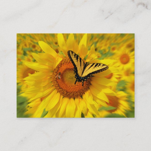 Summer wings , Business card (Front)