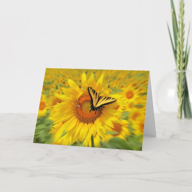Summer wings ,greeting card (Front)