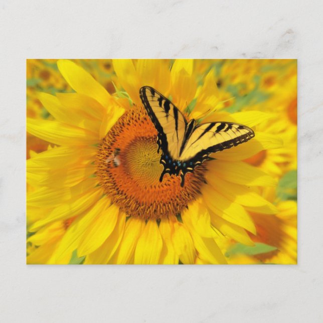 Summer wings , postcards (Front)