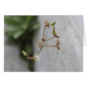 Summer Wish Weed