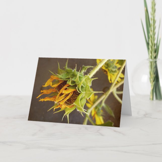 Summer's Cycle Blank Greeting Card (Front)