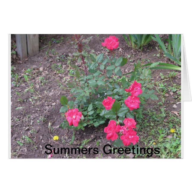 Summers Love (Front Horizontal)