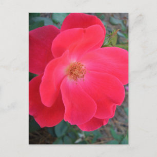 Summer's Red Rose CricketDiane Designer Postcard