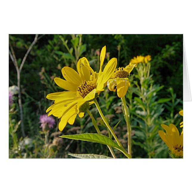Summertime Beauty (Front Horizontal)