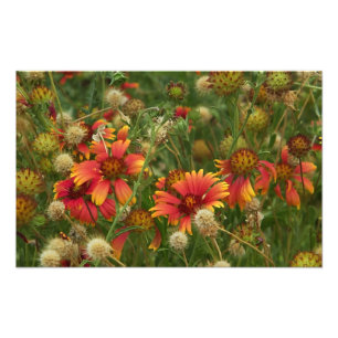 Summertime floral photo print