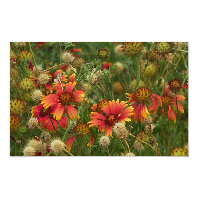 Summertime floral photo print (Front)