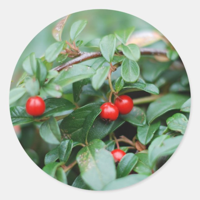 Summertime Sticker (Front)