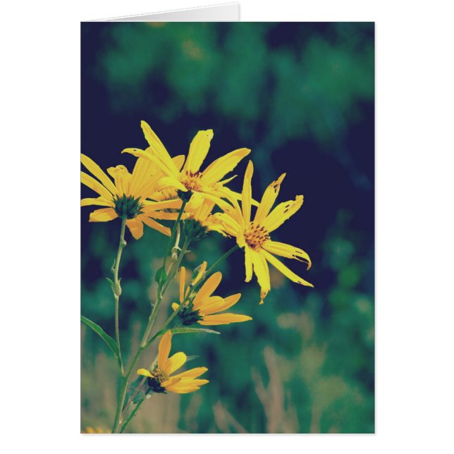 Summertime Wildflowers (Front)