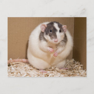 sumo rat postcard