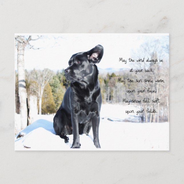 Sun and Wind - Dog Quote - Black Labrador Postcard (Front)