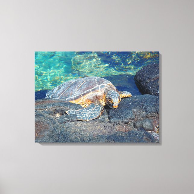 Sun bathing turtle Kiholo Bay Hawaii canvas print (Front)