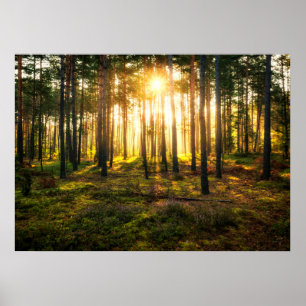Sun beams shines in pine forest poster