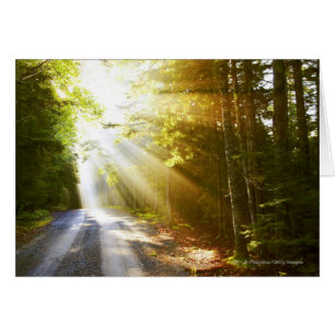 Sun Beams Through Forest in Acadia National Park
