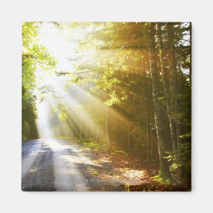 Sun Beams Through Forest in Acadia National Park Magnet