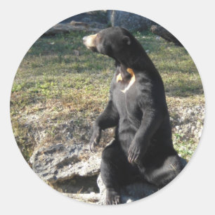 Sun Bear at the Zoo Classic Round Sticker