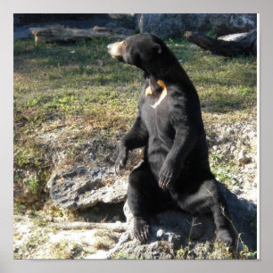 Sun Bear Poster