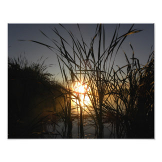 Sun Behind the Reeds Photo Print