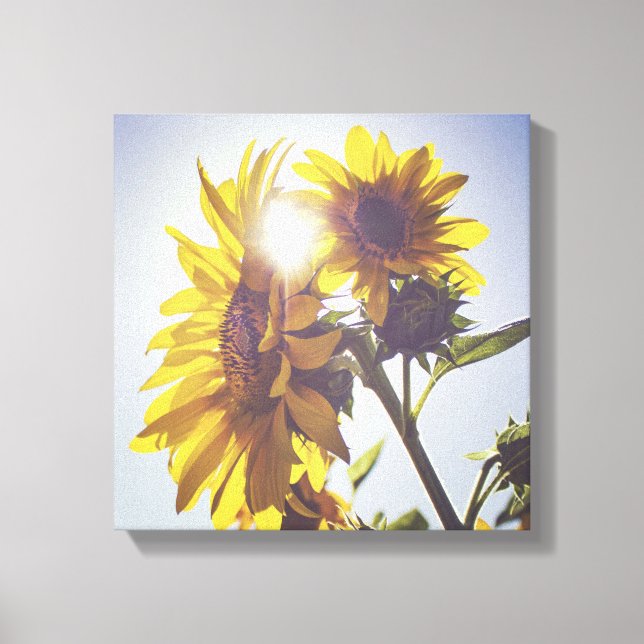 Sun Behind The Sunflowers Canvas Print (Front)