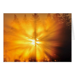 Sun Bursting Through the Trees