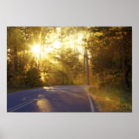 Sun bursts through the forest onto roadway at
