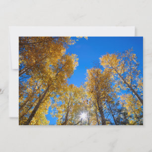 Sun Bursts through Trees Thank You Card