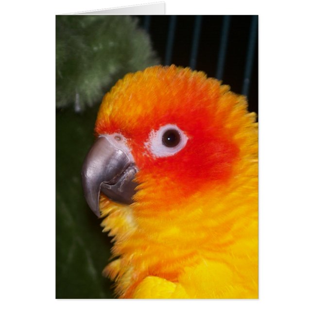 Sun Conure (Front)