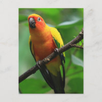 Sun Conure Bird
