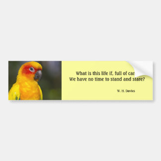 Sun Conure Parrot Bumper Sticker (with text)