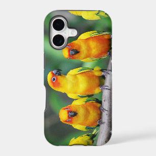 Sun Conures