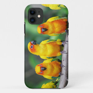 Sun Conures Case-Mate iPhone Case