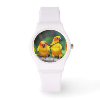 Sun Conures Watch