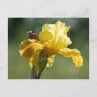 Sun Dancer Iris & Butterfly Photography Art