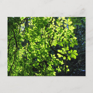Sun Dappled Horse Chestnut Leaves Postcard