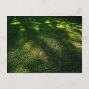 Sun Dappled Lawn Postcard