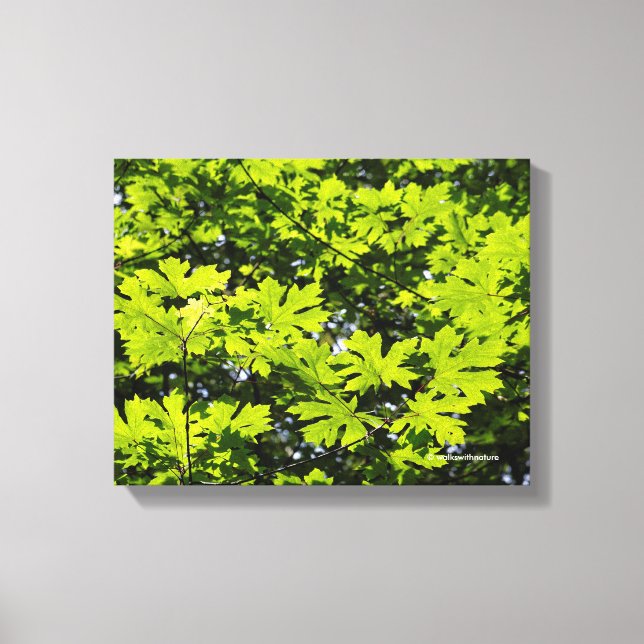 Sun-Dappled Leaves in the Forest Canvas Print (Front)