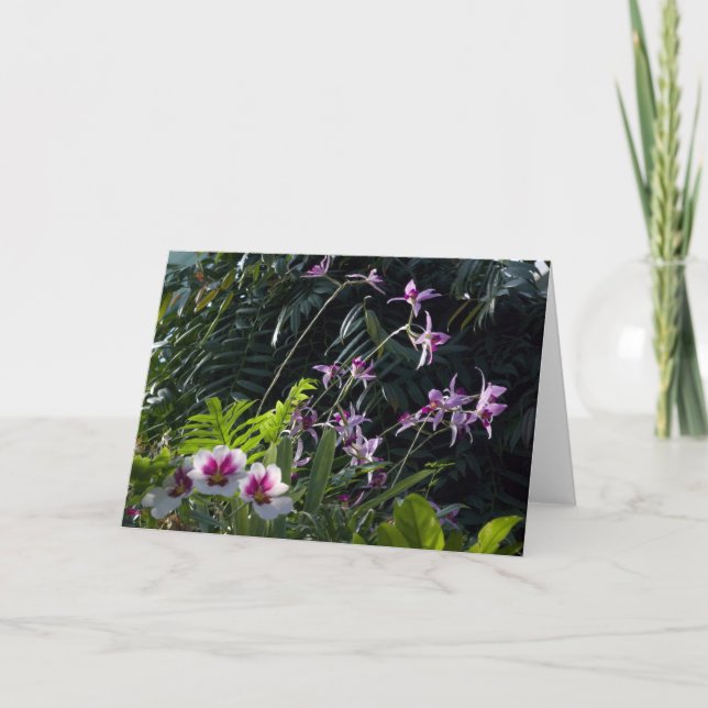 Sun Dappled Orchids Card (Front)