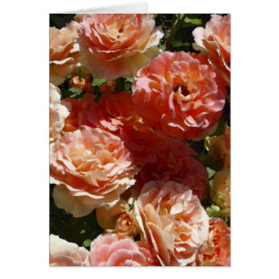 Sun dappled roses