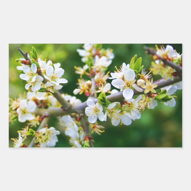 Sun-Dappled Spring Hawthorn Rectangular Sticker (Front)