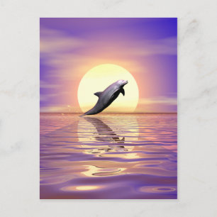 Sun Dolphin Postcard