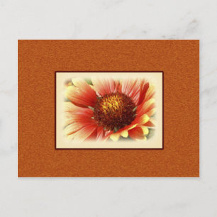 Sun Drenched Gaillardia Photograph Miss You Postcard