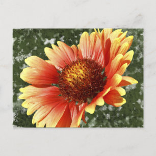Sun Drenched Gaillardia Postcard