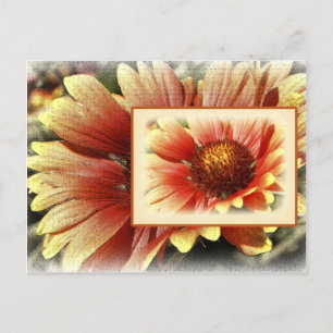 Sun Drenched Gaillardia Postcard