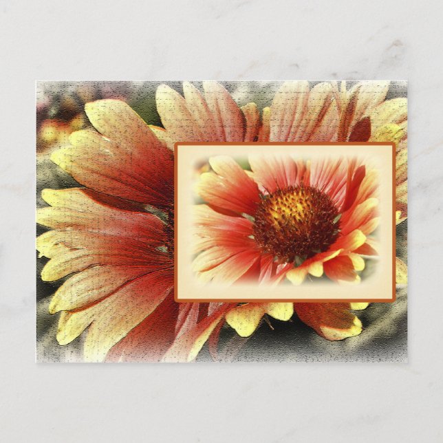 Sun Drenched Gaillardia Postcard (Front)