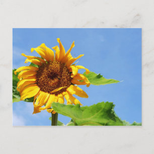 Sun Flower In The Sky Postcard