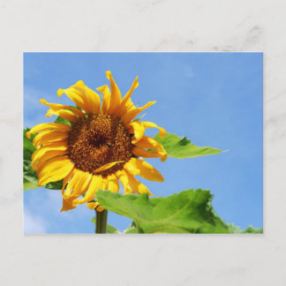 Sun Flower In The Sky Postcard