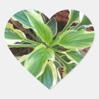 Sun Hosta
