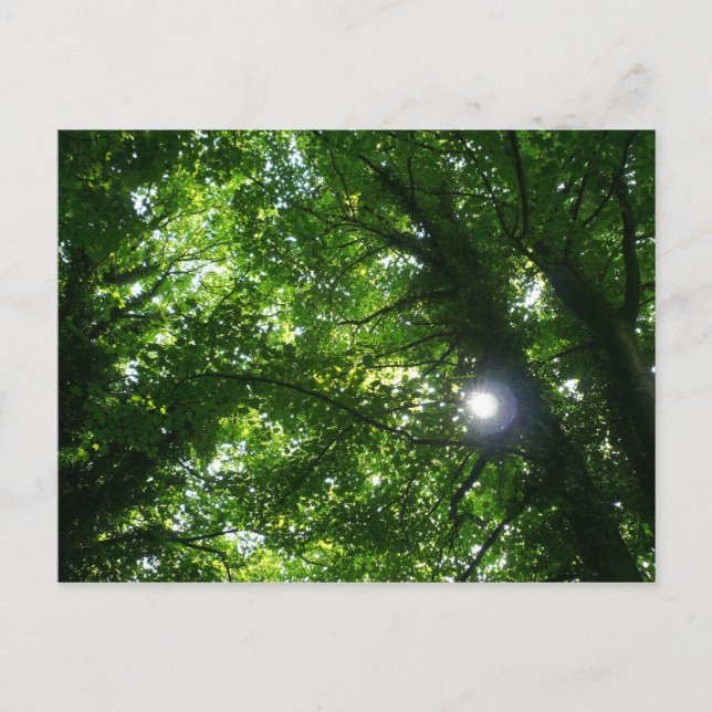 Sun in the Trees Postcard (Front)