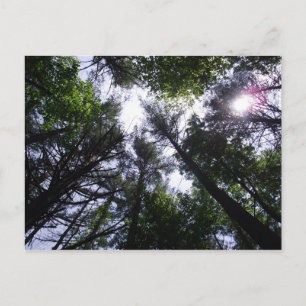 Sun in trees at Roan Mountain Postcard