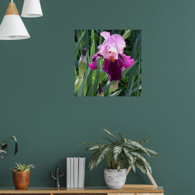 Sun-kissed Pink Iris Flower Poster (Living Room 1)